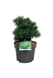 Denneboom Pinus mugo Mops