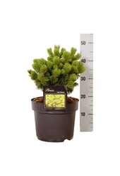 Denneboom Pinus mugo Mumpitz