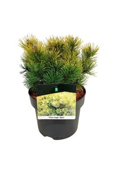 Denneboom Pinus mugo Ophir