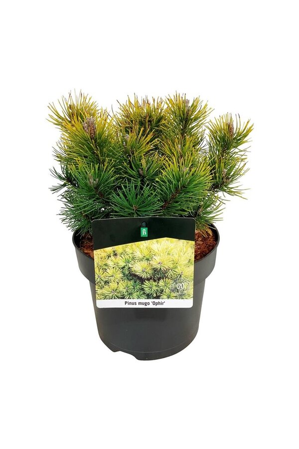 Denneboom Pinus mugo Ophir