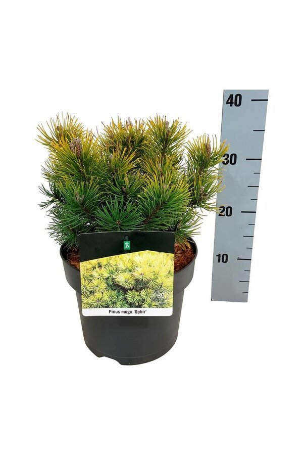 Denneboom Pinus mugo Ophir
