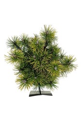 Denneboom Pinus mugo Ophir