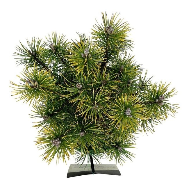 Denneboom Pinus mugo Ophir