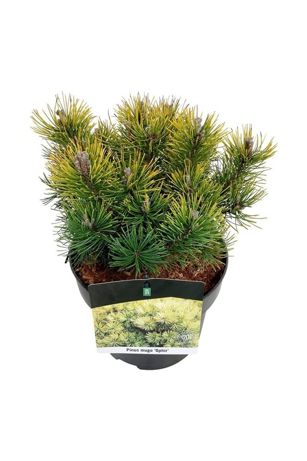 Denneboom Pinus mugo Ophir