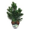 Denneboom Pinus nigra Oregon Green