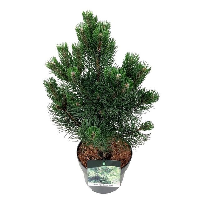 Denneboom Pinus nigra Oregon Green