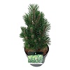 Denneboom Pinus nigra Richard