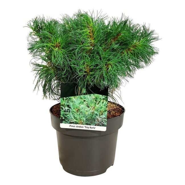 Denneboom Pinus strobus Tiny Kurls