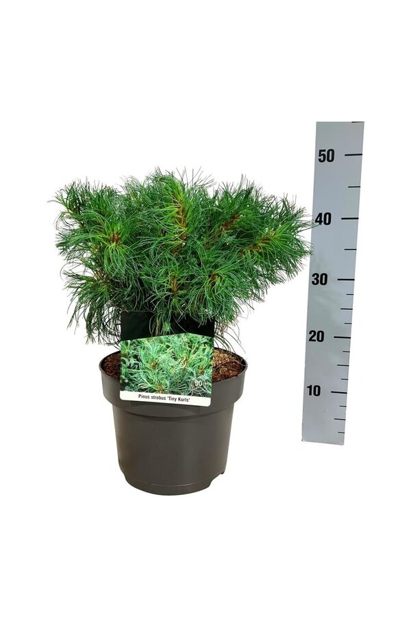 Denneboom Pinus strobus Tiny Kurls