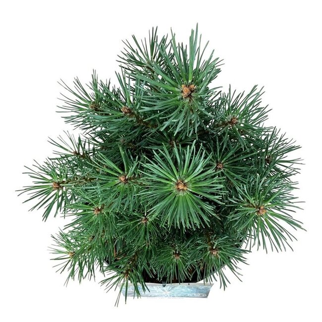Denneboom Pinus Watereri