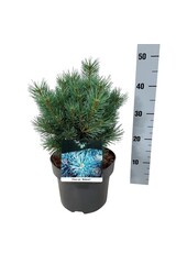 Denneboom Pinus Watereri