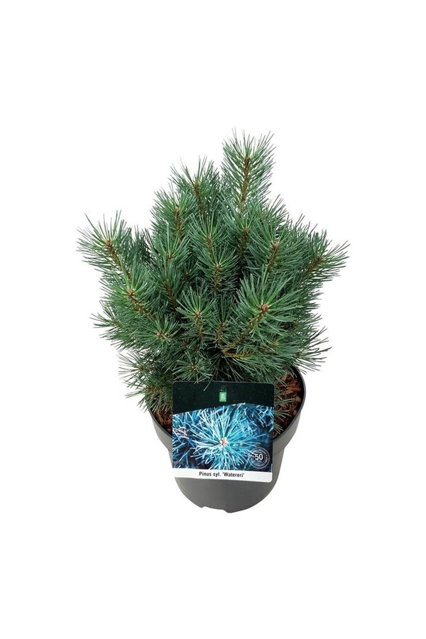 Denneboom Pinus Watereri