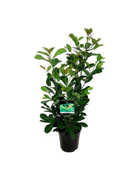 Prunus