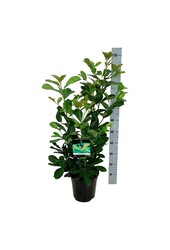 Portugese laurier Prunus Etna