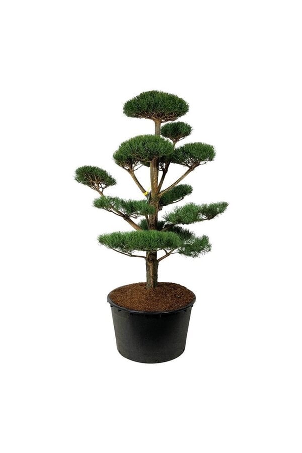 Denneboom Pinus sylvestris
