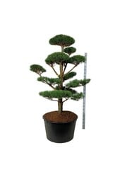 Denneboom Pinus sylvestris