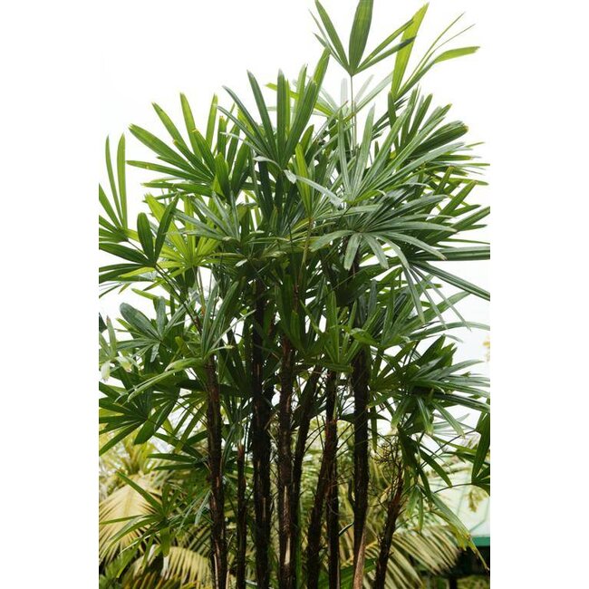 Rhapis Excelsa