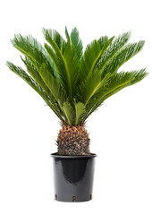 Cycas Revoluta XL