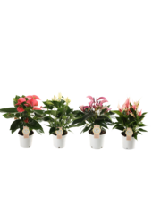 Plantenpakket Anthurium