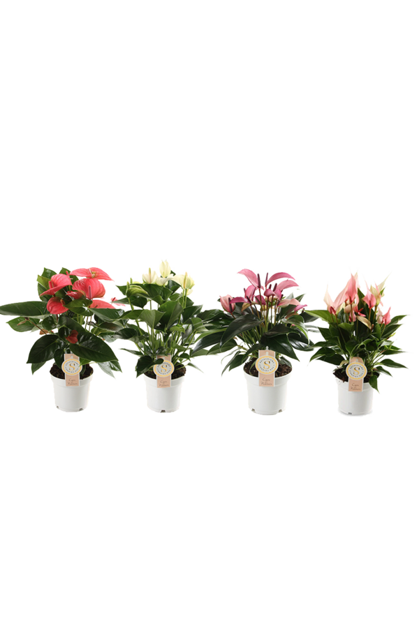 Plantenpakket Anthurium