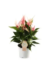 Plantenpakket Anthurium