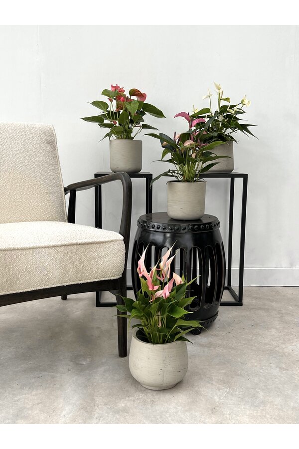 Plantenpakket Anthurium