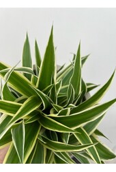 Plantenpakket Vaderplant - Spiderplant - Peperomia -  Pilea