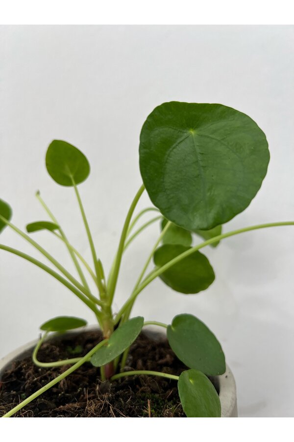 Plantenpakket Vaderplant - Spiderplant - Peperomia -  Pilea