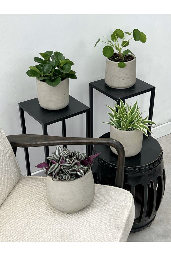 Plantenpakket Vaderplant - Spiderplant - Peperomia -  Pilea