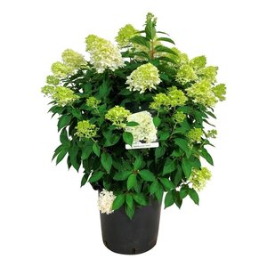 Hortensia Hydrangea