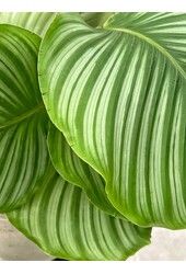 Plantenpakket Monstera - Calathea - Chamaedorea