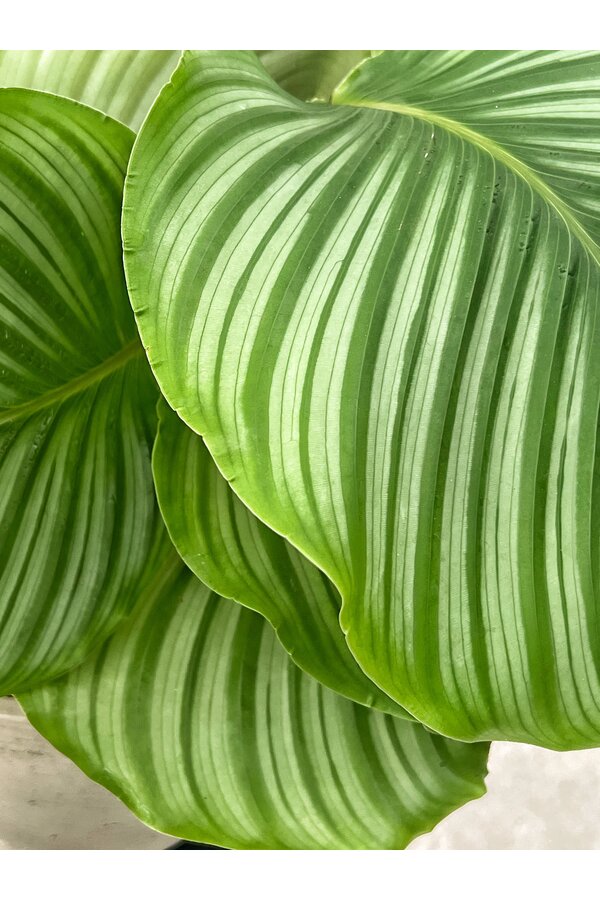 Plantenpakket Monstera - Calathea - Chamaedorea