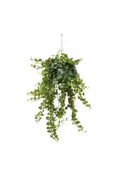 Plantenpakket Scindapsus Spikkel - Philodendron = Hedera