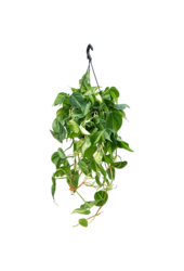 Plantenpakket Scindapsus Spikkel - Philodendron = Hedera