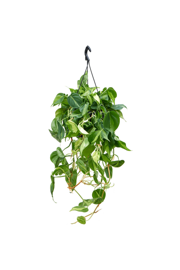 Plantenpakket Scindapsus Spikkel - Philodendron = Hedera