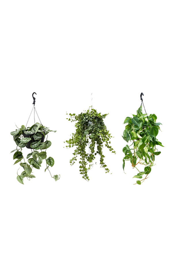 Plantenpakket Scindapsus Spikkel - Philodendron = Hedera