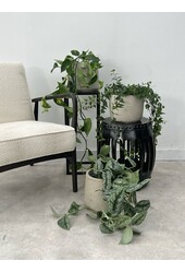 Plantenpakket Scindapsus Spikkel - Philodendron = Hedera