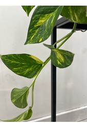 Plantenpakket Scindapsus Spikkel - Philodendron = Hedera