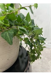 Plantenpakket Scindapsus Spikkel - Philodendron = Hedera