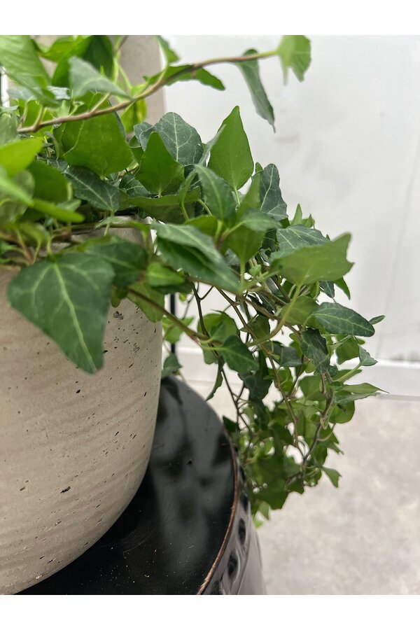 Plantenpakket Scindapsus Spikkel - Philodendron = Hedera