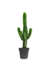 Plantenpakket Zamioculcas - Sansevieria - Euphorbia