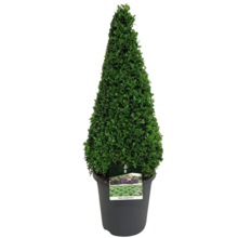 Buxus