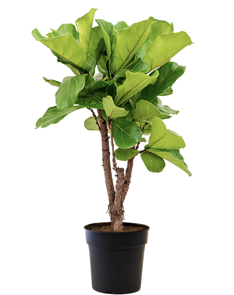 Ficus Lyrata M