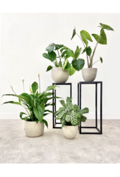Plantenpakket Lepelplant - Zebrina - Monstera - Calathea