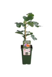 Vijgenboom Gustissimo® Perretta®