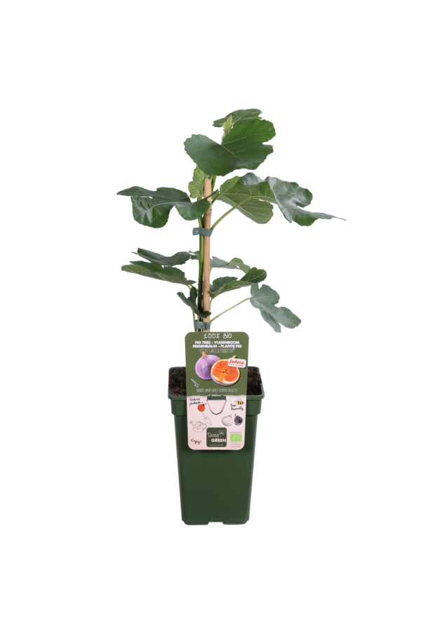 Vijgenboom Gustissimo® Perretta®