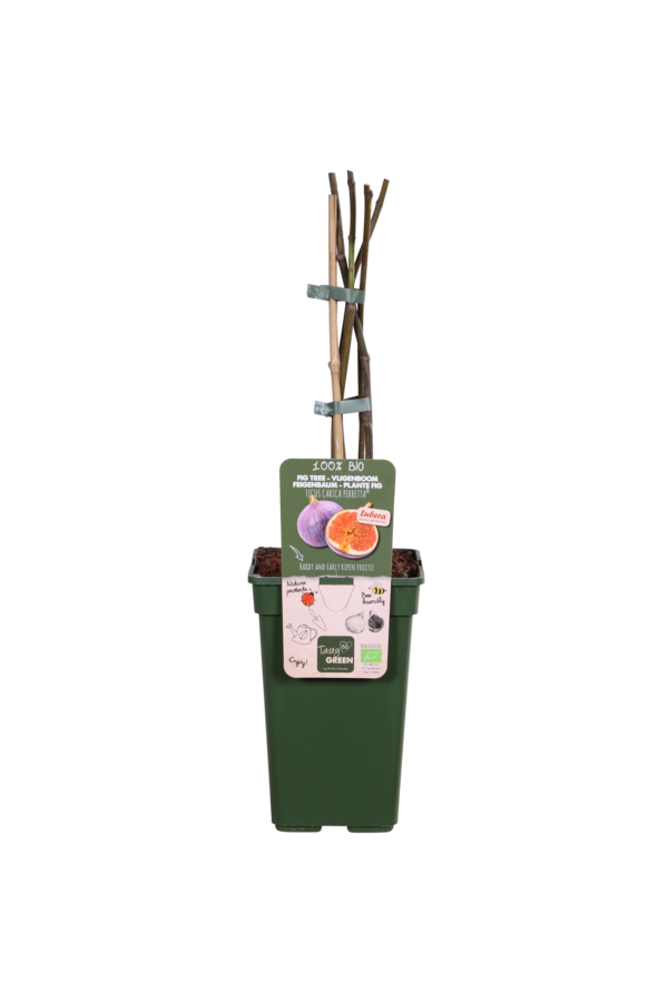 Vijgenboom Gustissimo® Perretta®