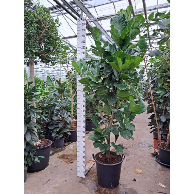 Ficus Lyrata Vertak KingSize