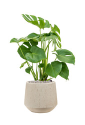 Monstera in Darcy Beige
