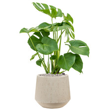 Baq Raindrop | Monstera